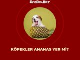 Köpekler Ananas Yer mi?